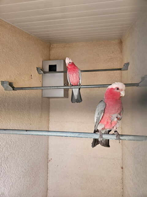 rosalbin 2200 01990 Relevant