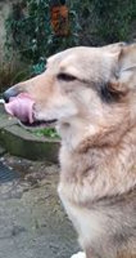   Taiga, chienne loup tch�que � adopter 