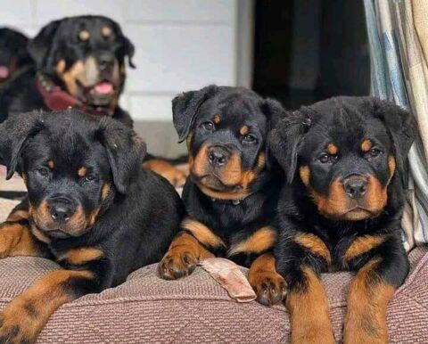 rottweiler chiot 0 80700 Verpillières
