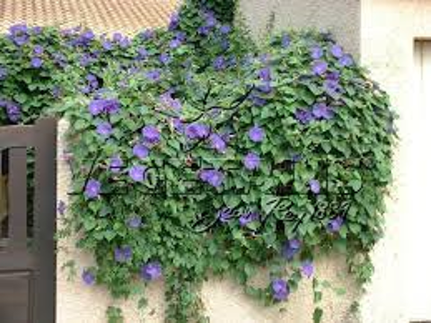 magnifique suspension ipom�e bleue et rare 12 Saint-Orens-de-Gameville (31)