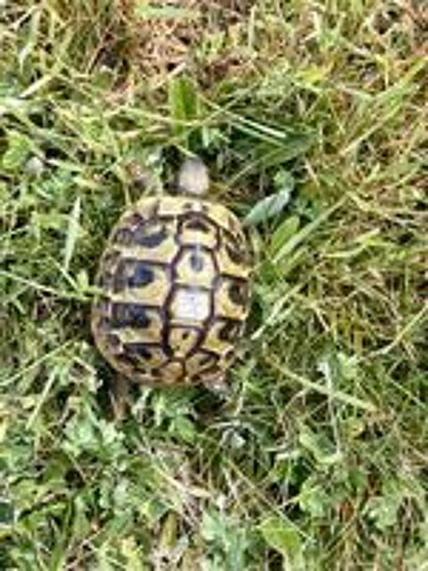   Cède Testudo Boettgeri  