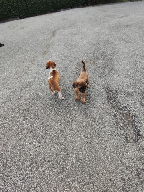 Male Shih Tzu &agrave;  r&eacute;server. 650 87320 Darnac