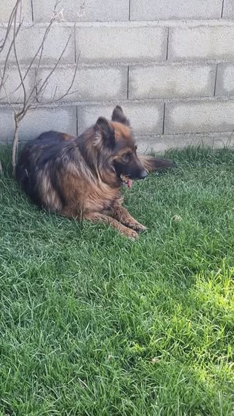 Chien ORE à l adoption 210 84500 Bollne