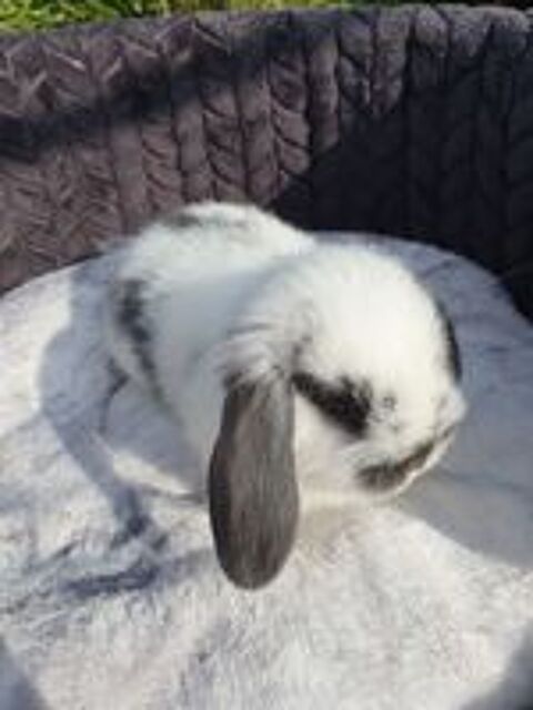   Bbs lapins minilops  