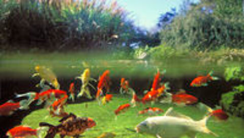   poisson de bassin ou pour aquarium 