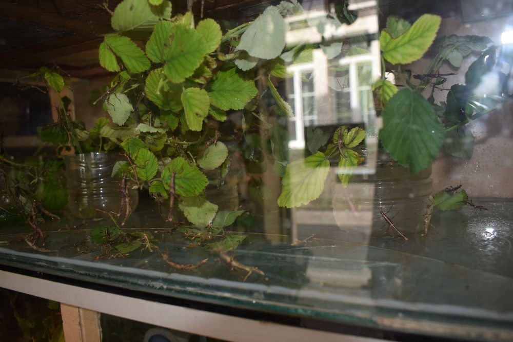   terrarium occasion avec 150   phasmes sub adultes.
