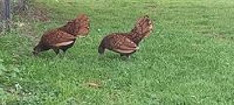   Poussins sebright doré  