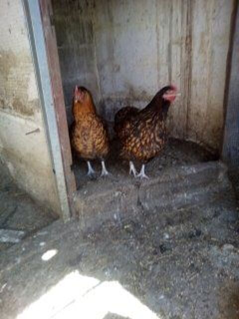 oeufs f&eacute;conder de poules et cane coureur indien 2 89580 Gy-l'�v�que