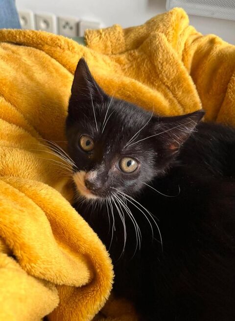 BINX 150 35740 Pacé