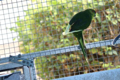 Kakariki 25 59145 Berlaimont
