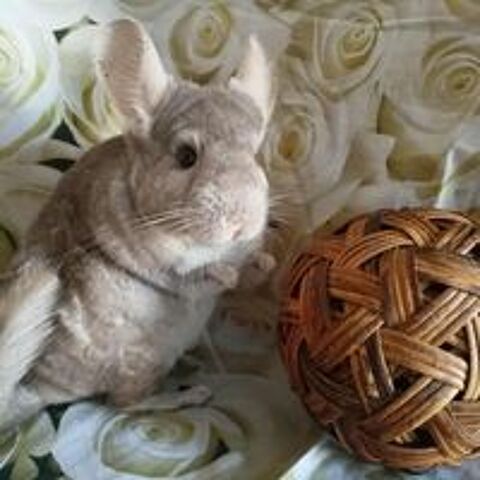   CHINCHILLAS 