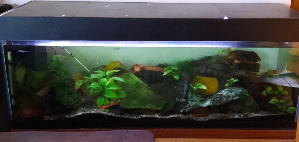 Aquarium &eacute;quip&eacute; 375 litres Décoration