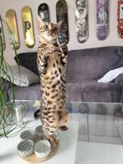   Don chat apparence bengal 