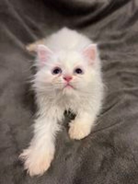   Chatons persans disponible de suite
2 mles et 1 femelle 