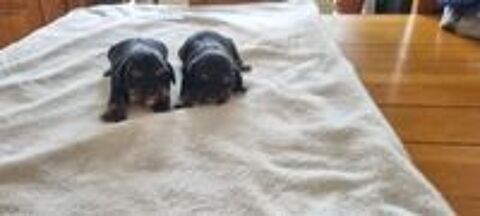   Chiots cavalier King Charles noir et feu  