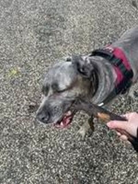   Chien AIDA � l adoption 