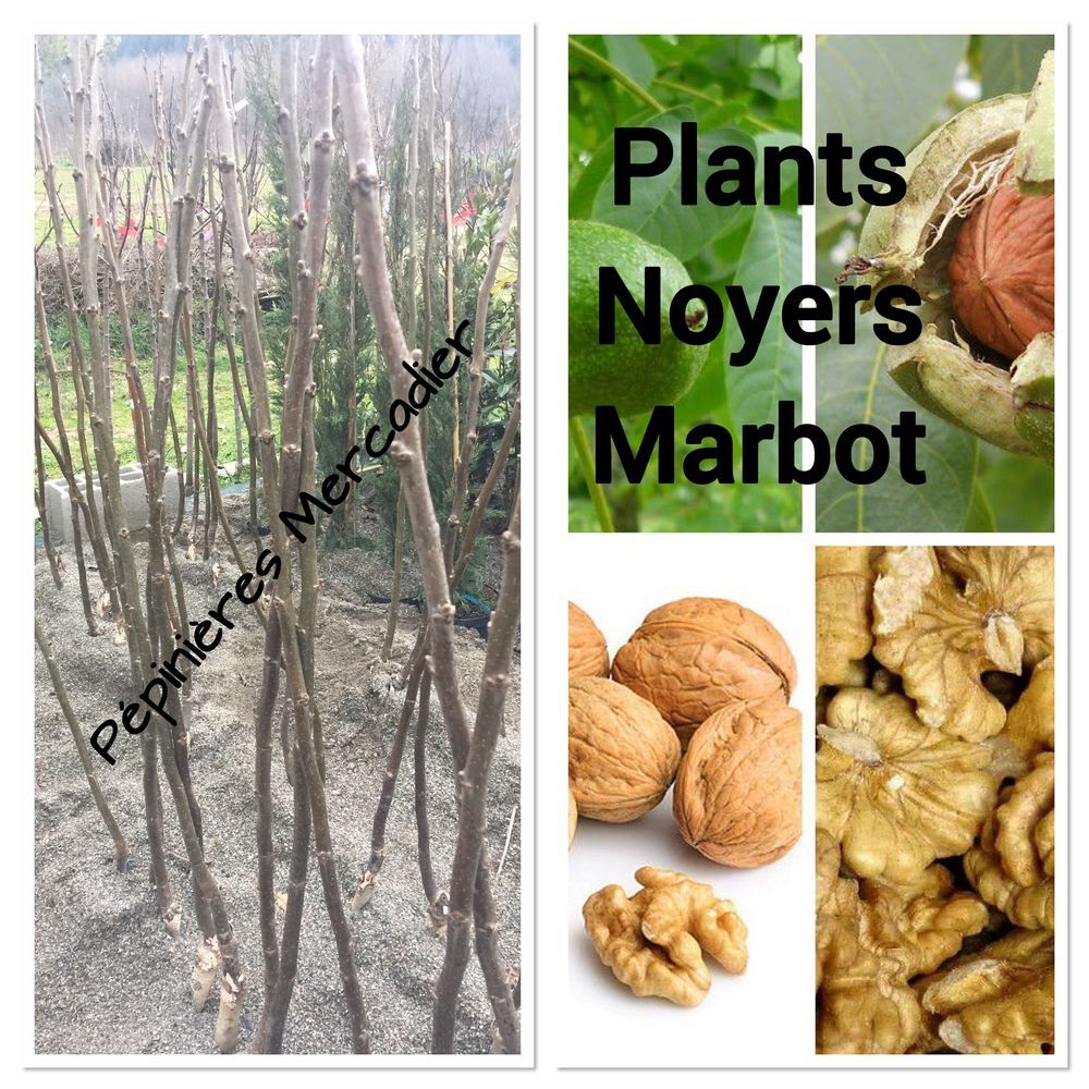 Plants Noyers Marbot de 2 ans : 1,5 &agrave; 2,00 m de haut Jardin