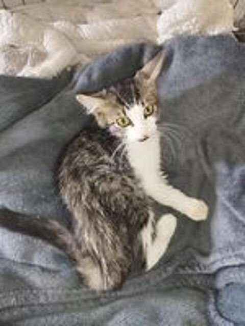   Chat BERNARD à l adoption 
