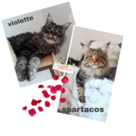   BADY CHATON FEMELLE DE RACE MAINE COON 