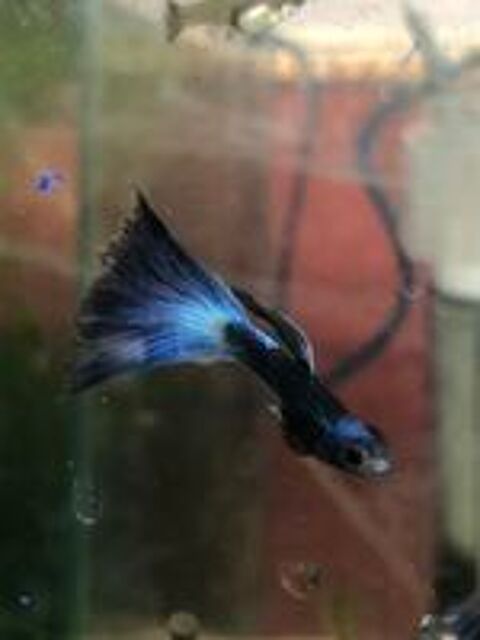   plantes d aquariums et autres 