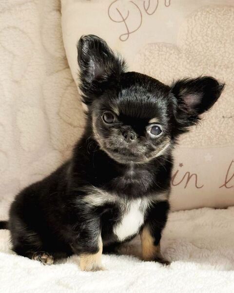 Chiots chihuahua poil long LOF 2000 69001 Lyon