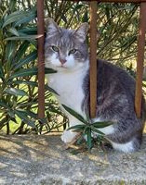   Capucin gentil chat timide 6 ans cherche adoptant(e) 
