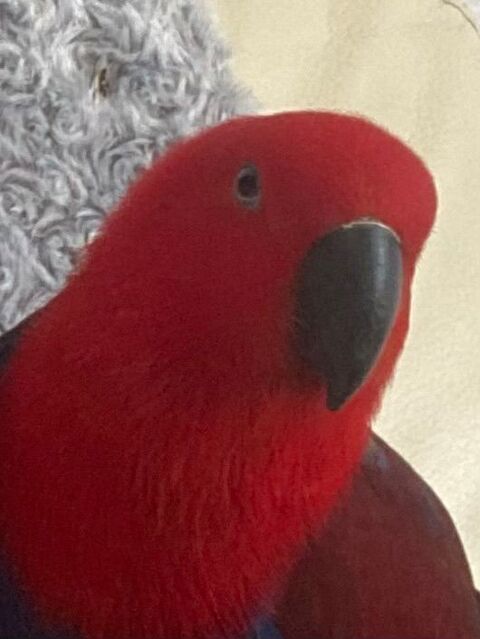 perroquet eclectus 250 62510 Arques