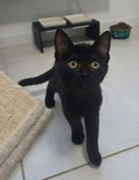   Bagherra chatonne 2 mois caline cherche adoptants 