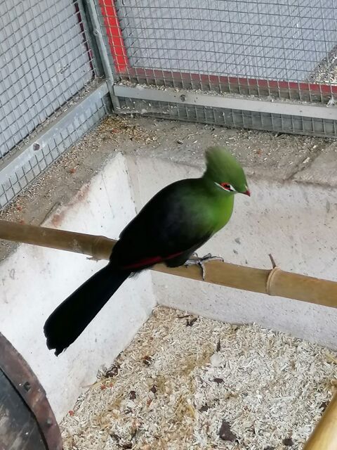 Oiseau 400 33240 Prissac