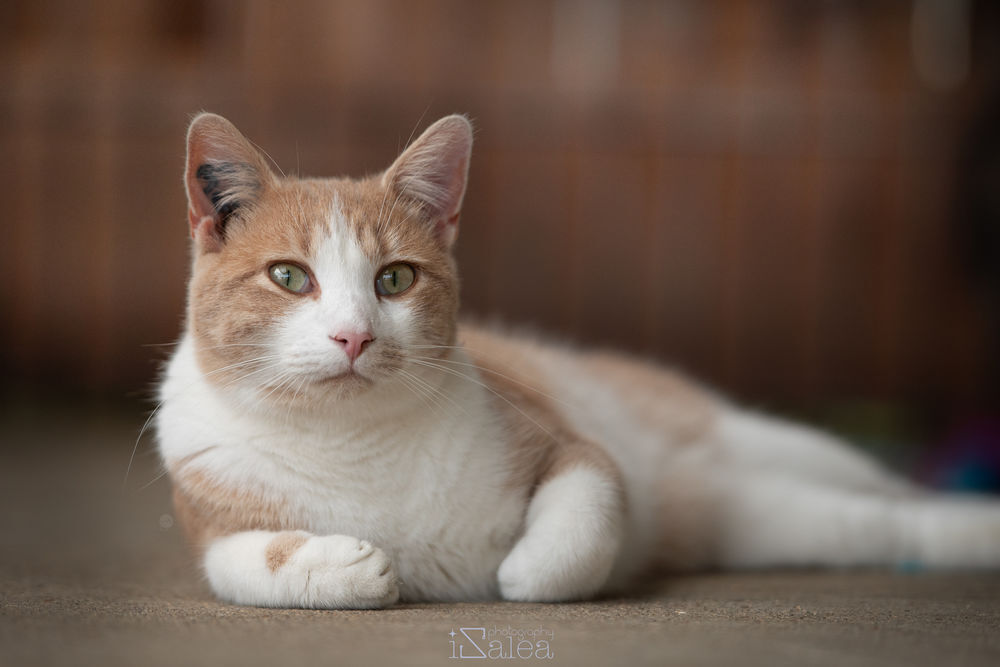   TIBISOU mâle roux et blanc ans 4 ans 
