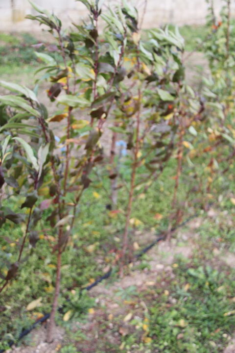 Plants de p�che de vigne 6 Annonay (07)
