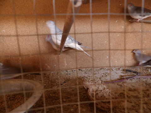 Collombes diamants  10 85310 La chaize-le-vicomte