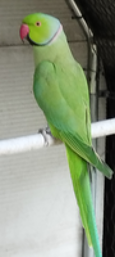   Perruche  collier Vert reproducteur
