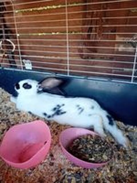   Lapin papillon  