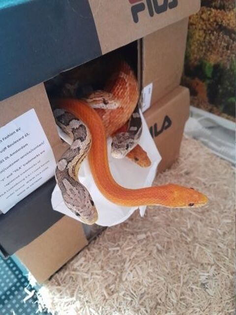 serpents pantherophis guttatus 10 95100 Argenteuil