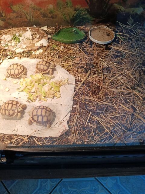 Tortue sulcata  juveniles 140 60660 Rousseloy