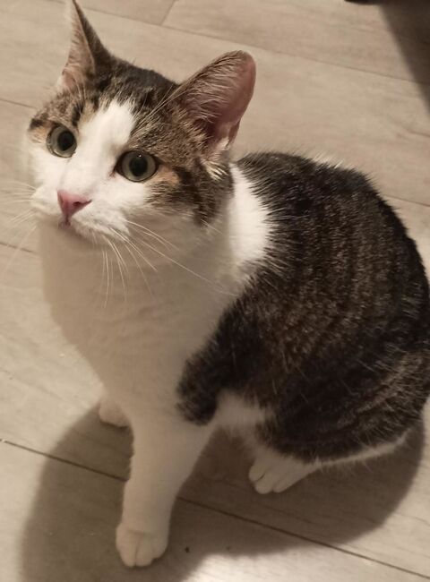 GREEDY MALE DE 3 ANS 110 59151 Arleux