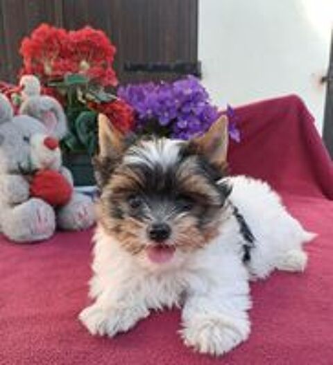   chiots biewer tricolore 