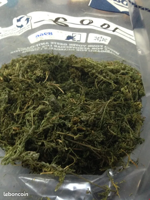 artemisia annua 12 Saint-Pal-de-Senouire (43)