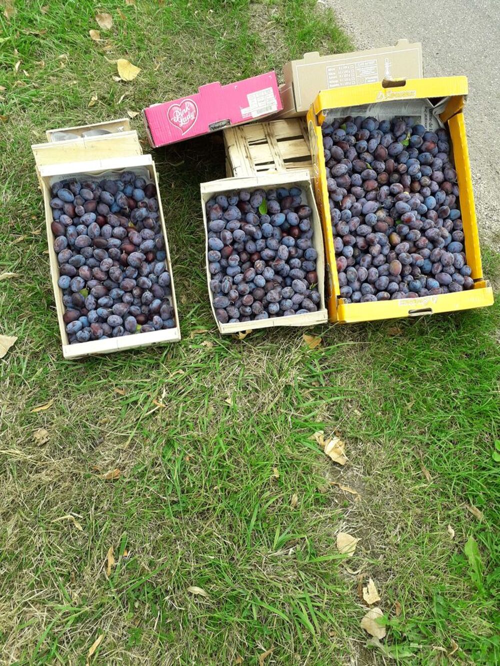 quetsches cueillies non traitees Jardin