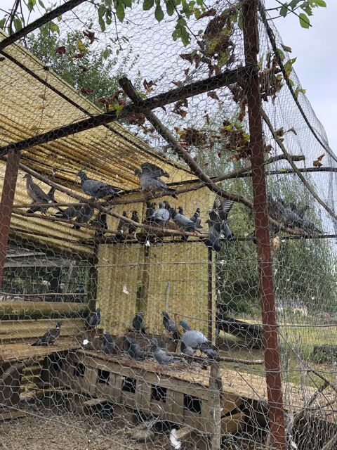 Pigeons 3 64230 Bougarber