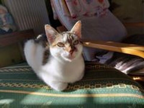   MILKA, jolie chatte tigr�e � adopter via l'association UMA  