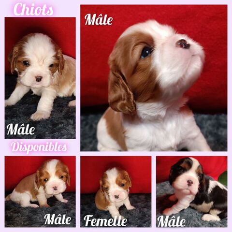 6 magnifiques chiots Cavalier King Charles LOF 1500 24130 Le fleix