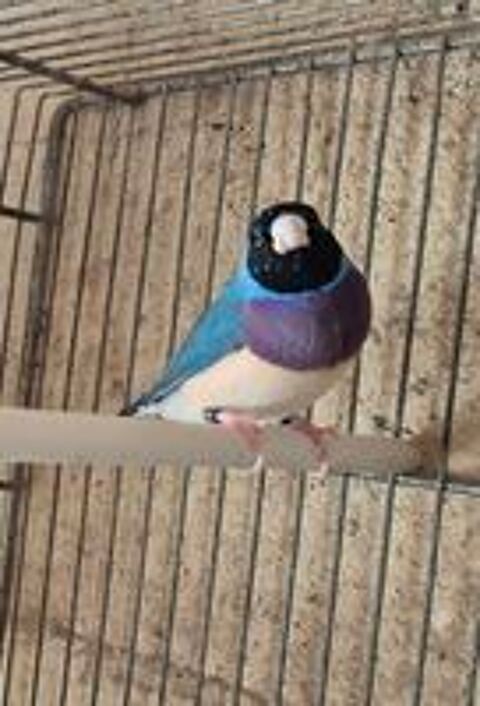   Diamant de gould 