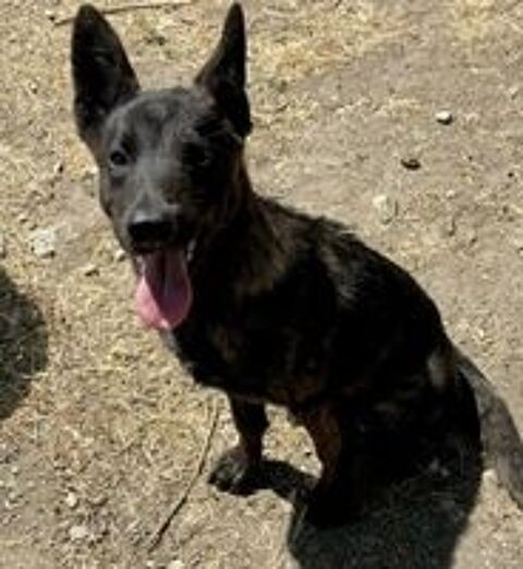   BRINDILLE, chiot croisée berger, 7 mois  