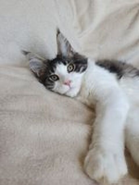   Chatons Maine coon loof  