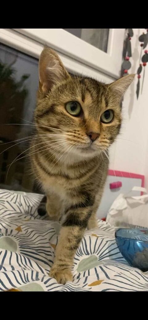 Citronelle 100 44000 Nantes