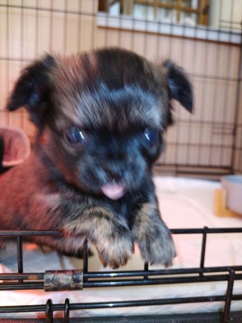 &Agrave; r&eacute;server pour d&eacute;but avril 690 86320 Lussac-les-ch�teaux