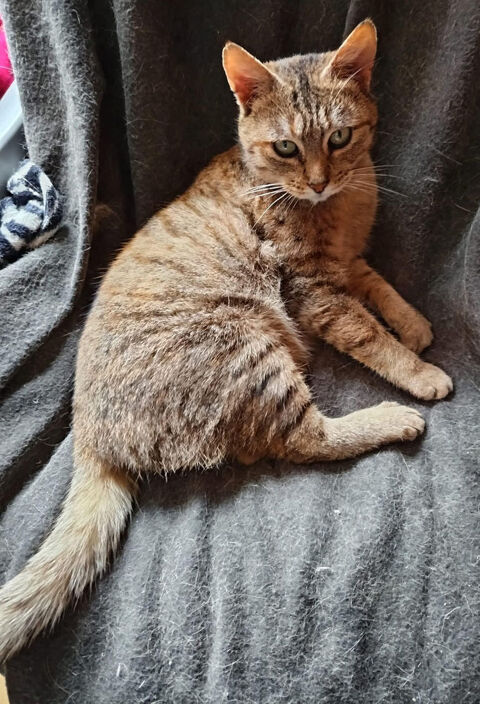 Noisette, adorable chatte tigre 50250 Baudreville