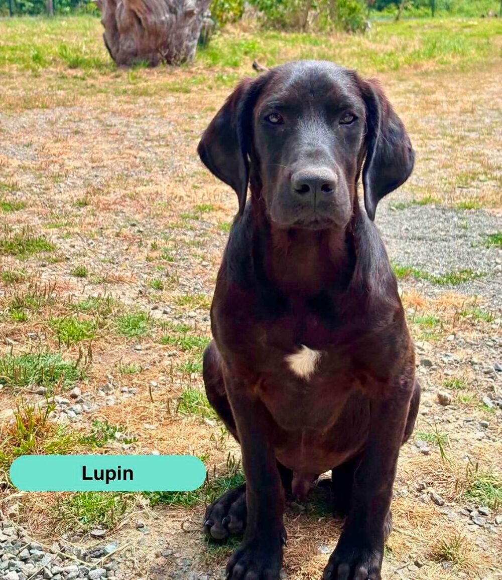   Lupin, croisé cane corso à adopter 